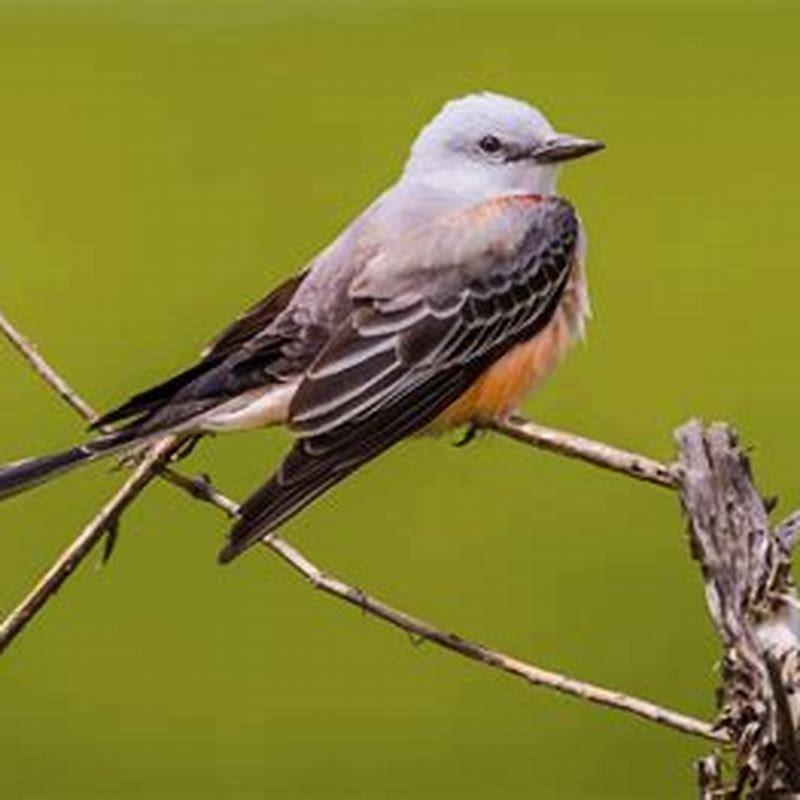 Where do scissortail flycatchers live?