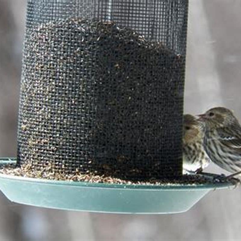 Where do siskins migrate?