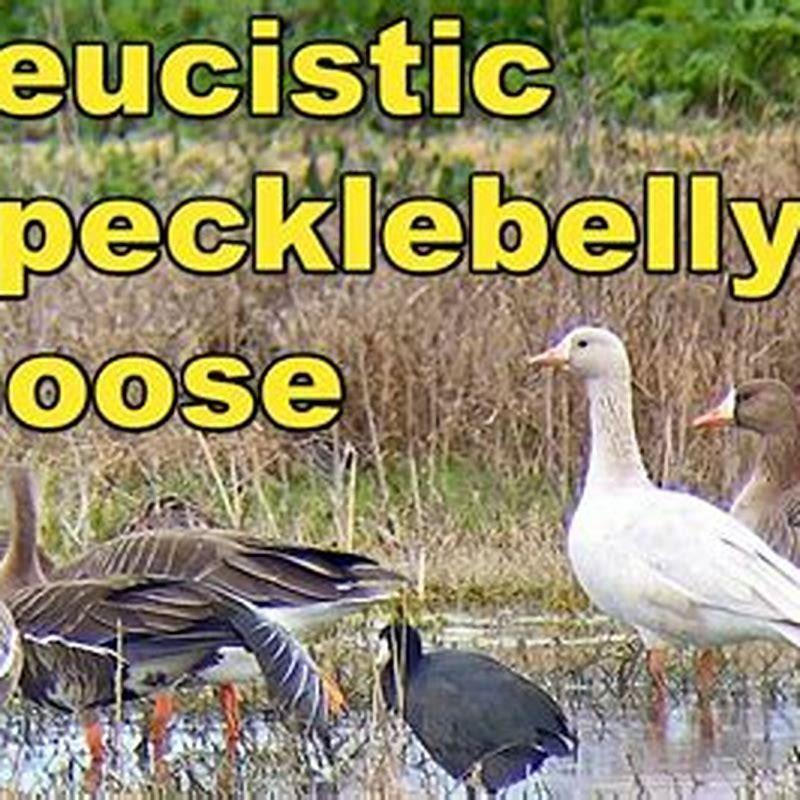 Where do specklebelly geese nest?