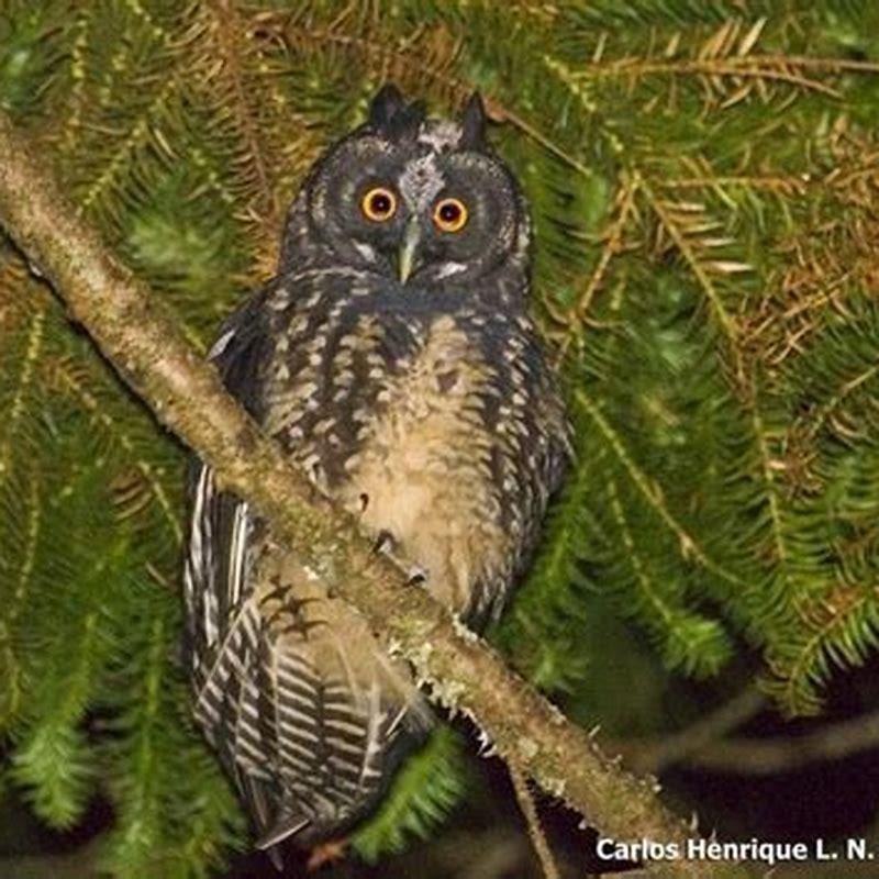 Where do Stygian Owls live?