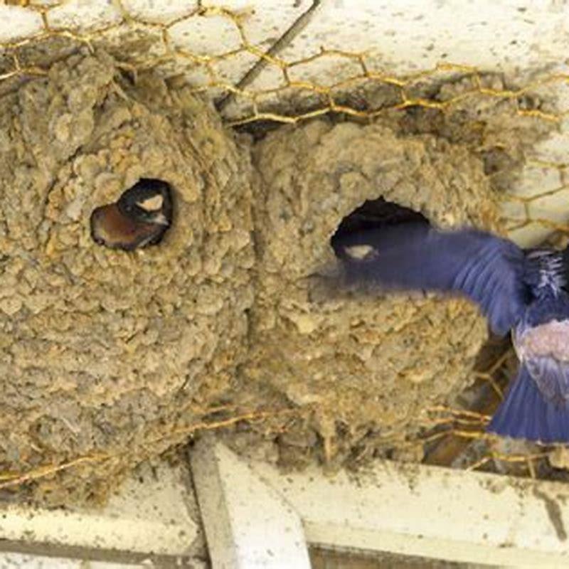 Where do swallow birds nest?