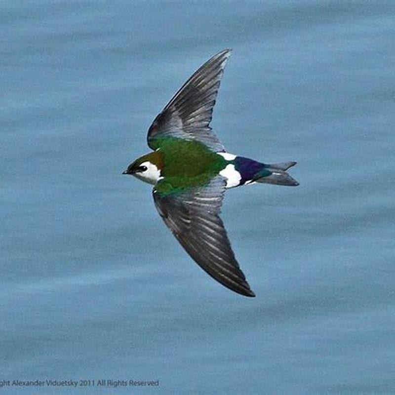Where do violet green swallows nest?