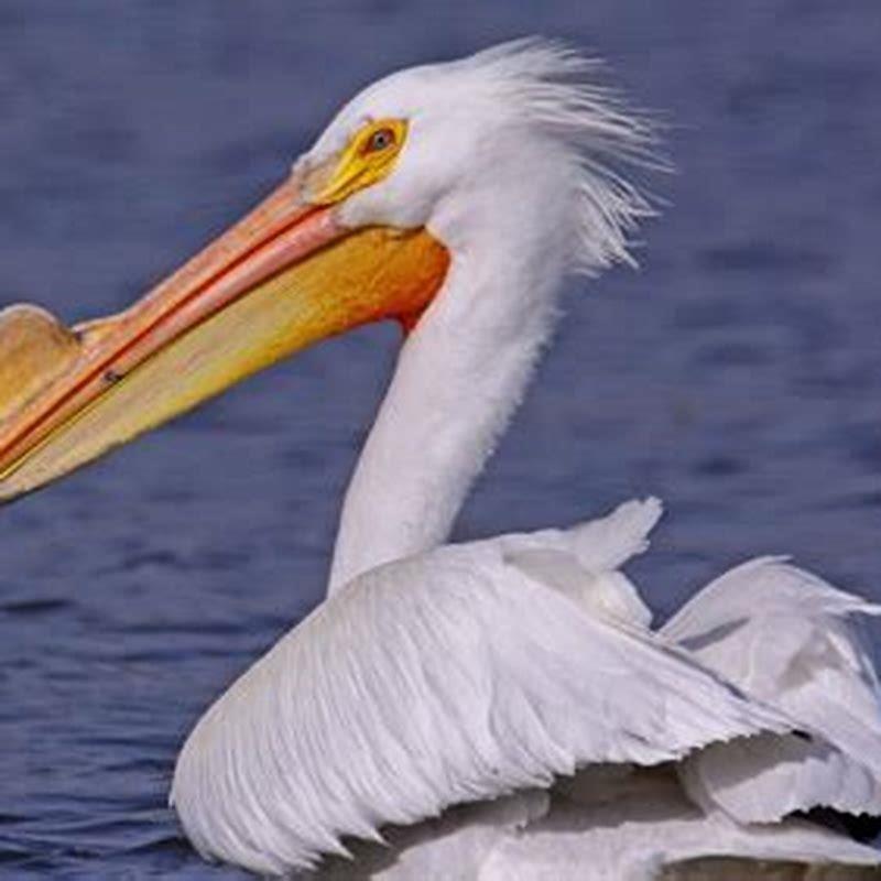 Where do white pelicans migrate to?