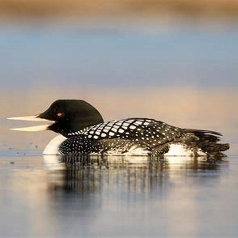Where do yellow-billed loons live?