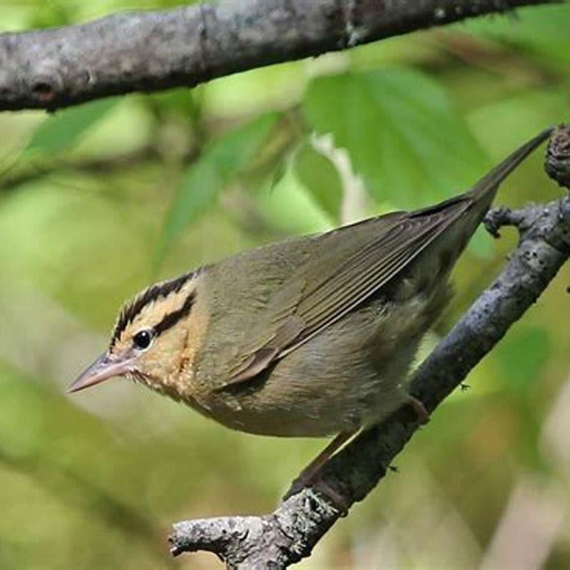 Where do you get worm-eating in warbler?