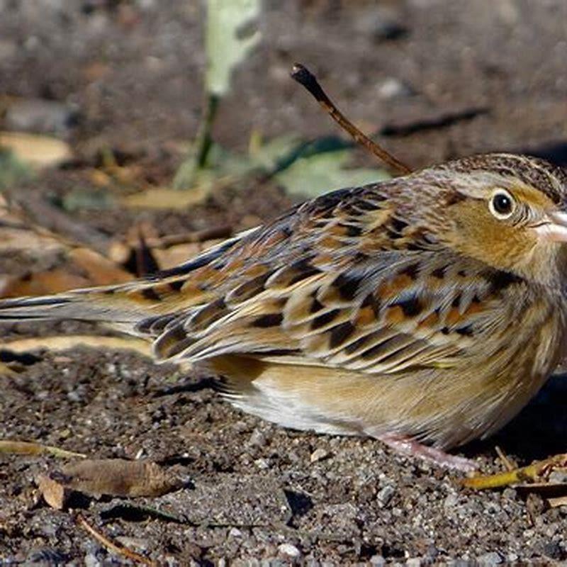 Where does Grasshopper Sparrow live? - DIY Seattle