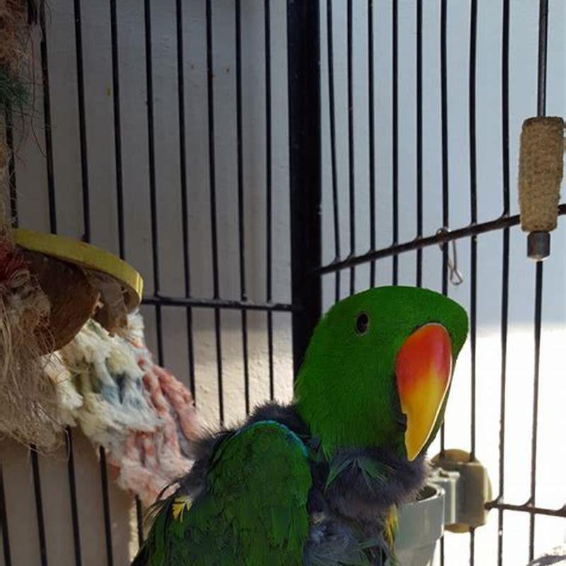Where does the eclectus parrot come from?