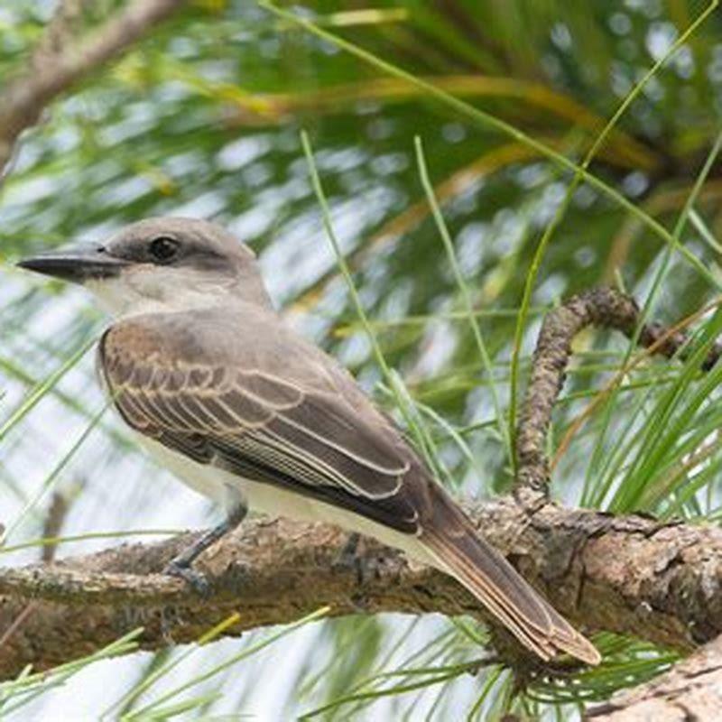 where-does-the-gray-kingbird-live-diy-seattle