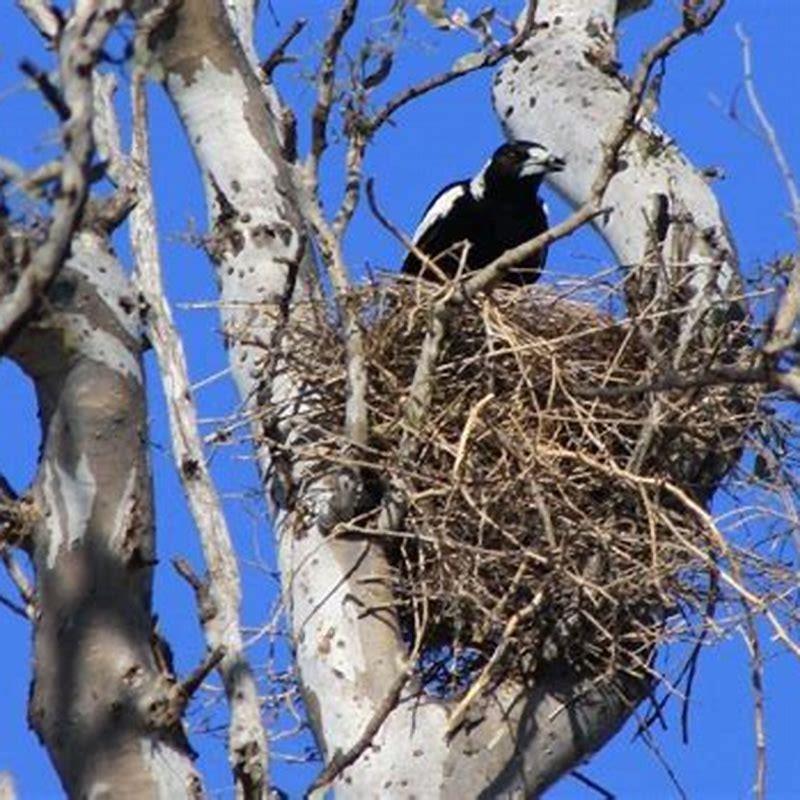 Where is a magpie nest?