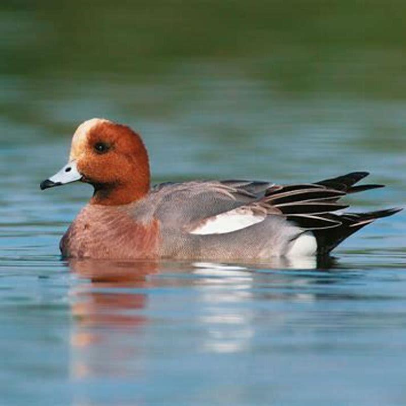 Where is Eurasian Wigeon from?