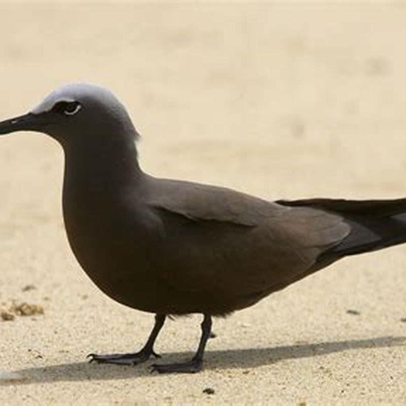 Where is the Brown Noddy found?