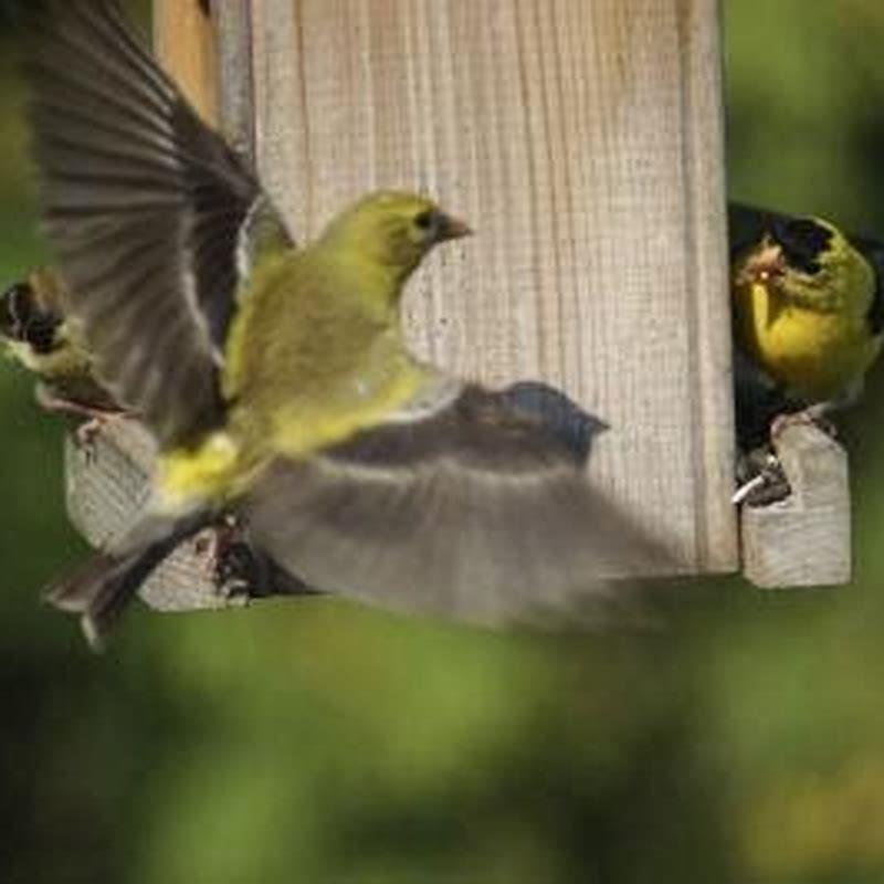 Which bird eats thistle seeds from a tube feeder?