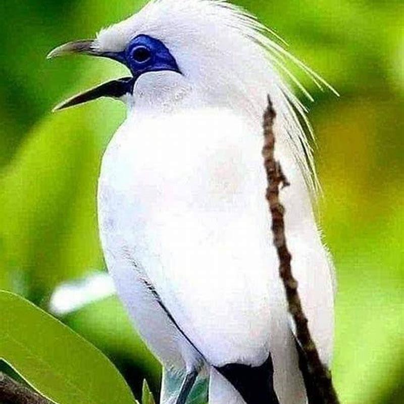 Which bird has white feathers?