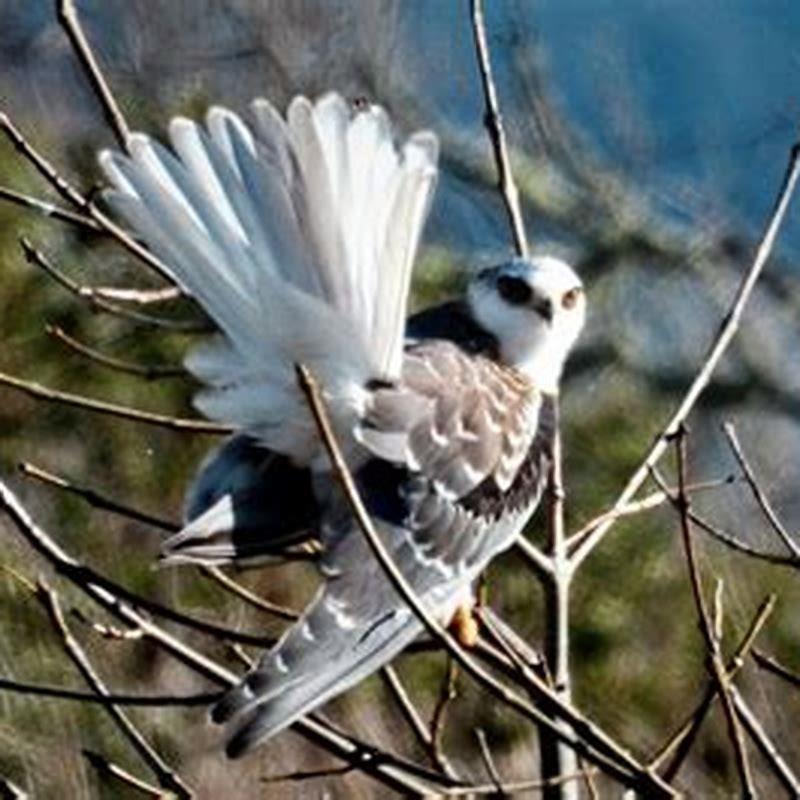 Which bird have white feathers?
