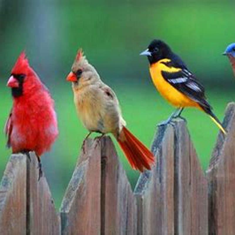 Which color do birds hate?