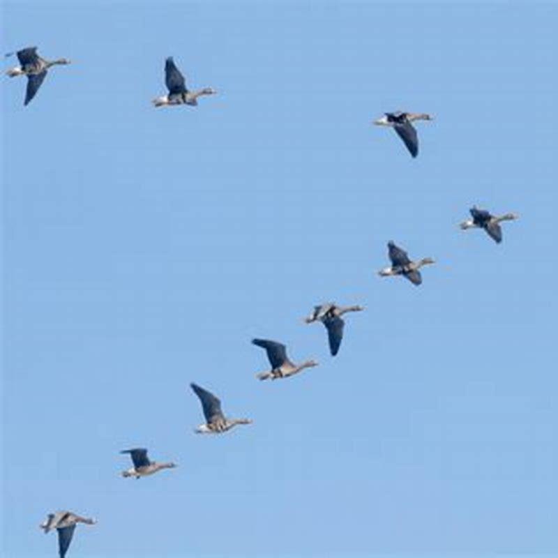 Which geese fly in V formation UK?