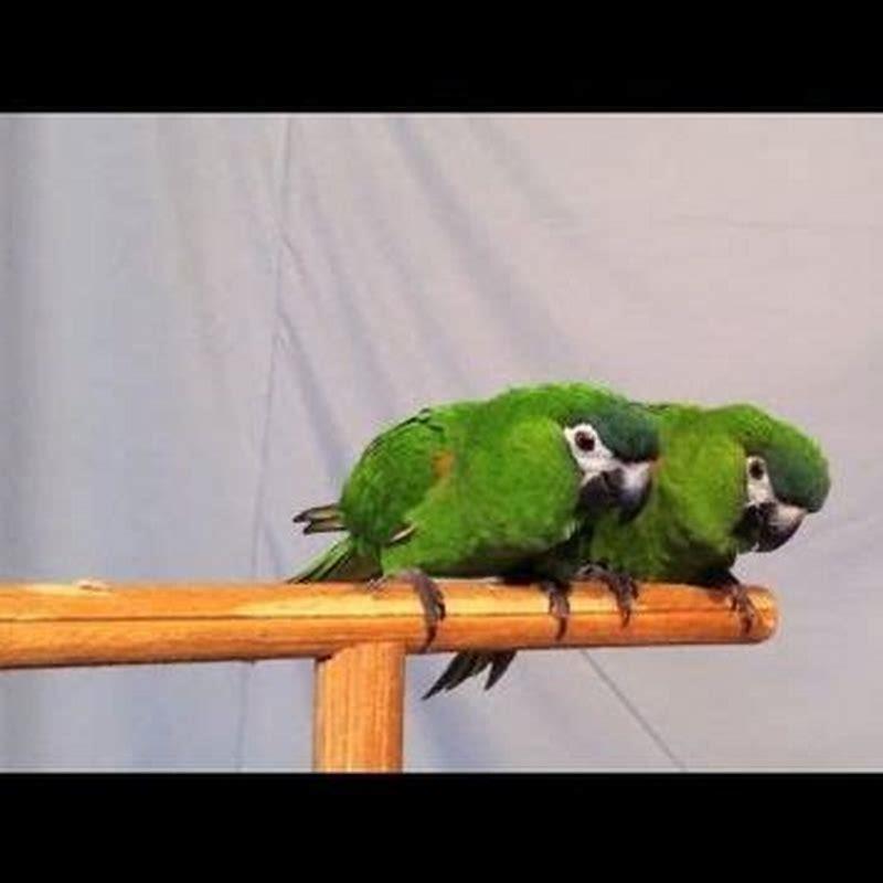 Which is the biggest parrot in India?