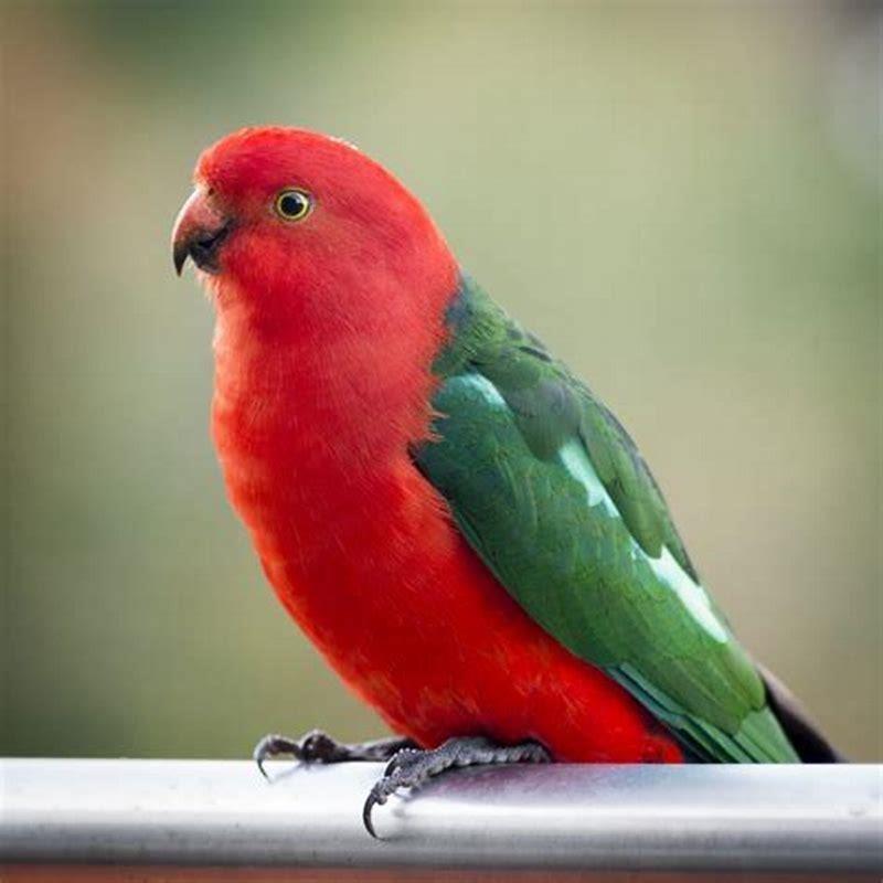 Which Is The King Of Parrot? - Diy Seattle