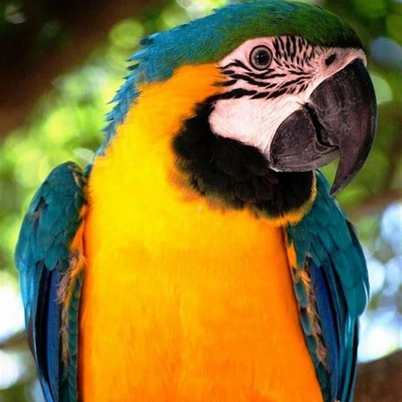 Which macaw is most beautiful? - DIY Seattle