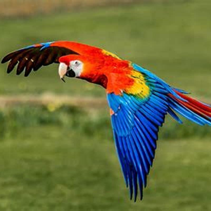 Which macaws can talk?