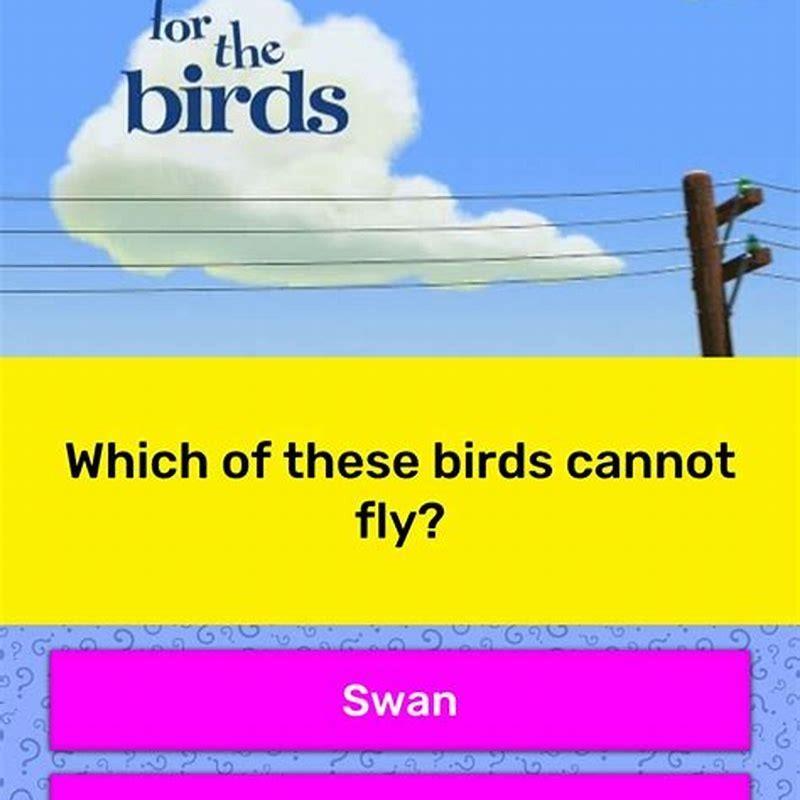 Which of these birds Cannot fly answer? - DIY Seattle