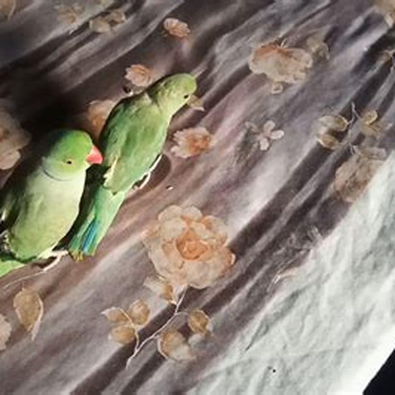Which parrot can talk easily?