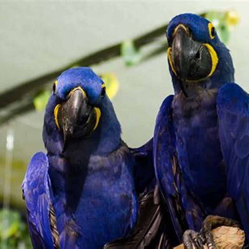 Which parrot is most expensive?