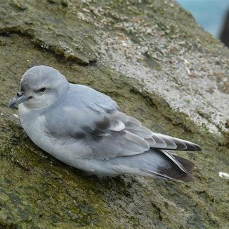 Which type of bird is a fulmar?