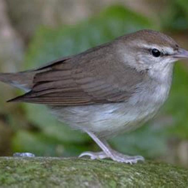 Who is Swainson’s warbler named after?