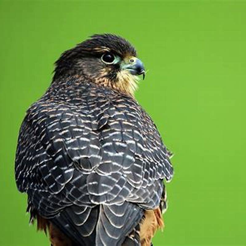 Why are aplomado falcon endangered?