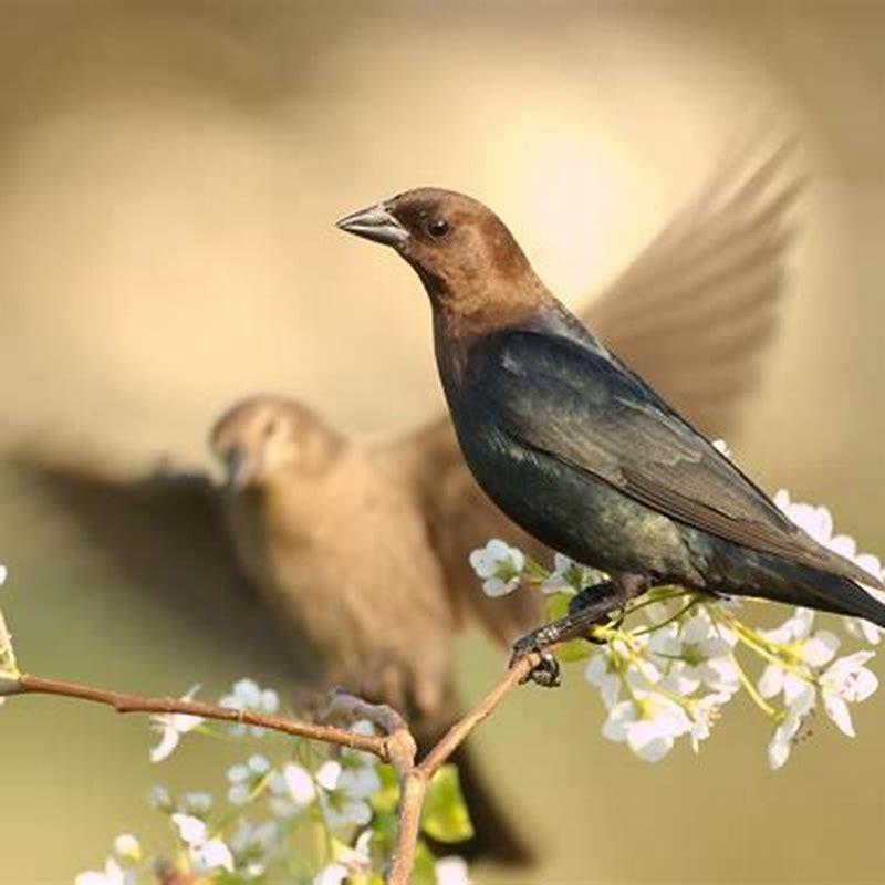 Why are Brown-headed Cowbirds bad?