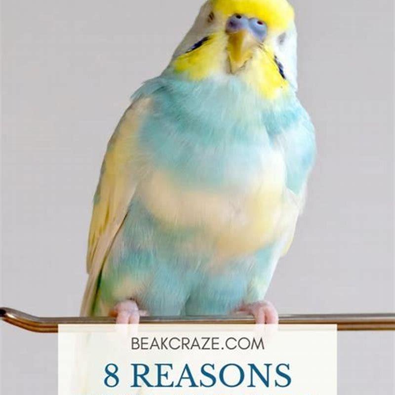 Why are budgies so popular?
