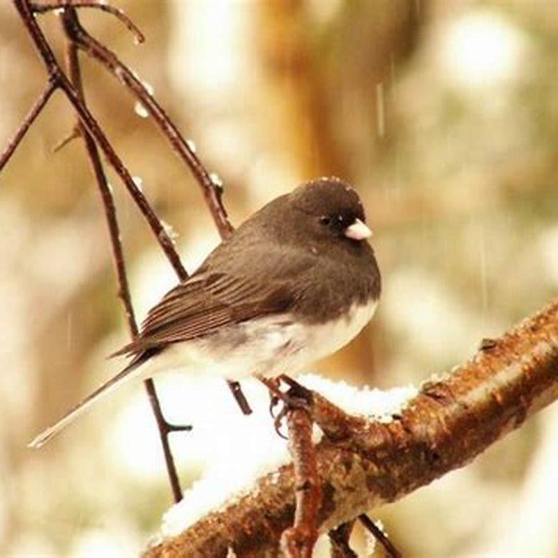 Why are juncos called snowbirds?