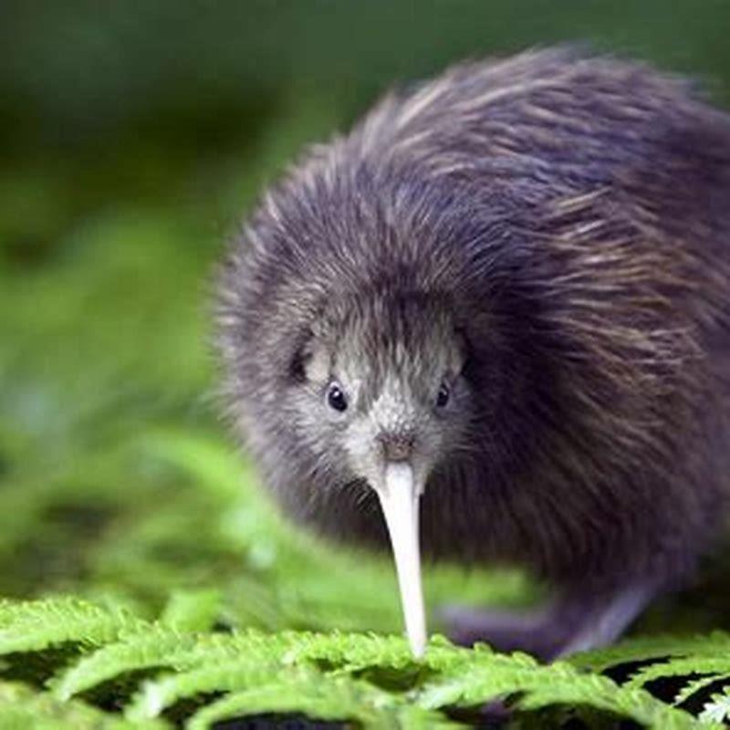 Why are kiwi birds called Kiwis? DIY Seattle