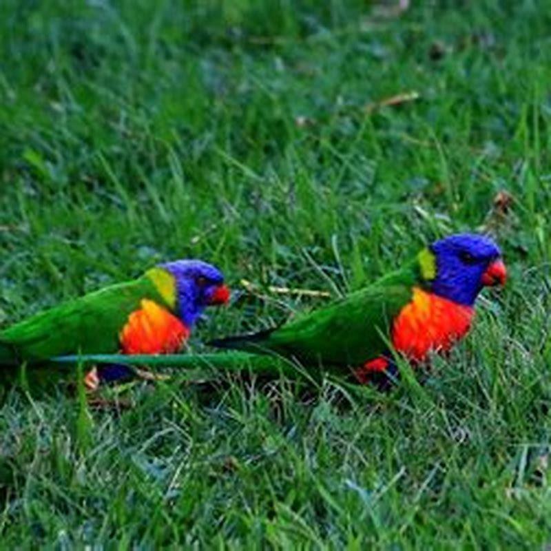Why are lorikeets so noisy?