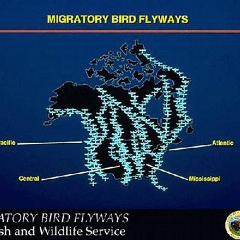Why are migratory birds good indicator species for the health of the planet?