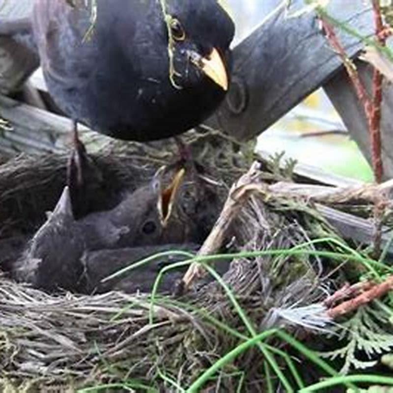 Why are my birds eating their poop? DIY Seattle