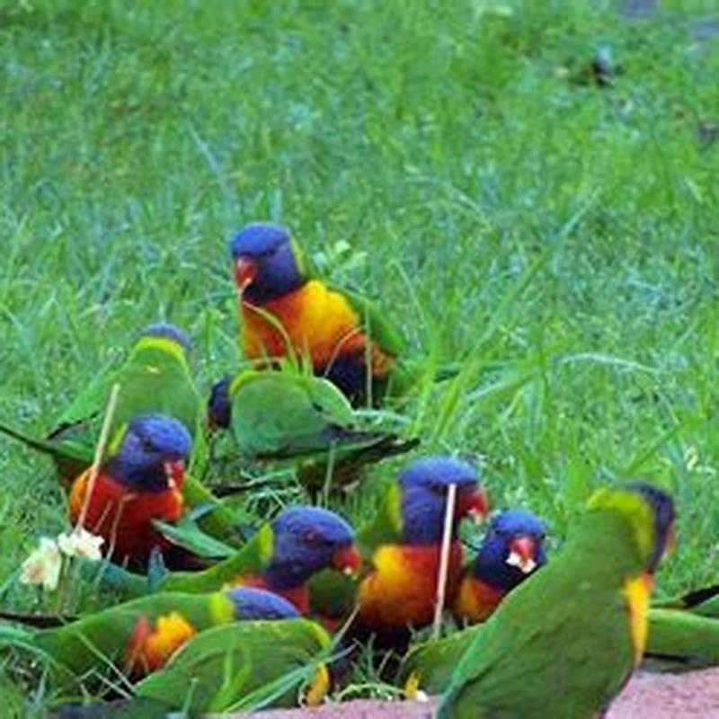 Why are some birds Colourful and others not?