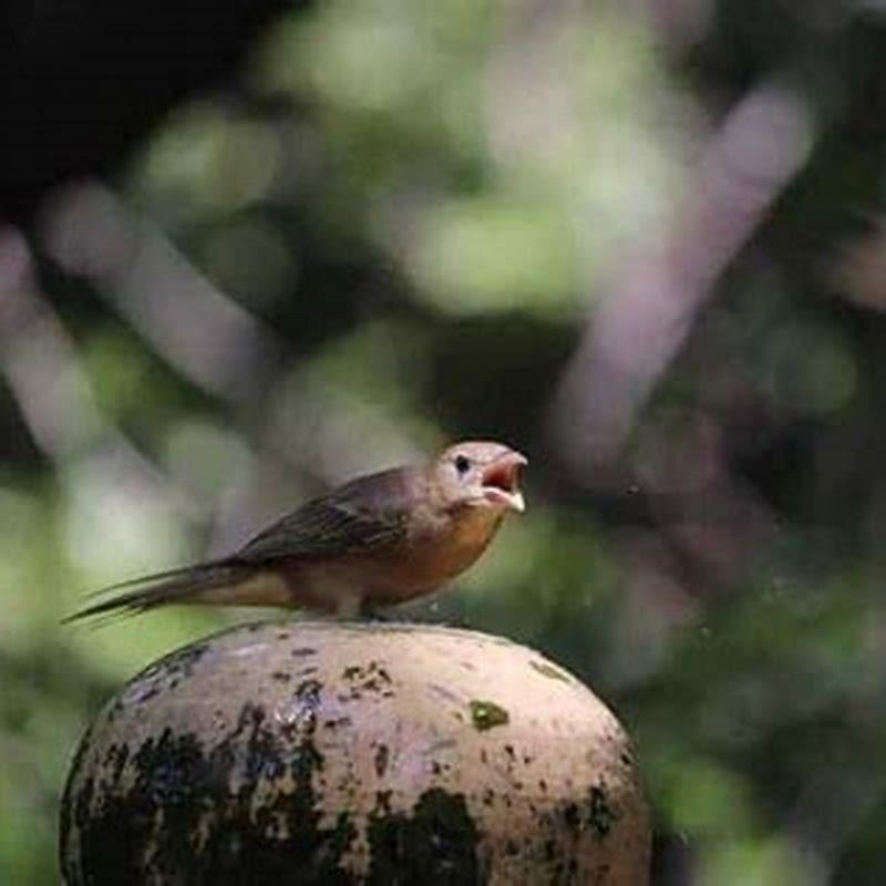 Why are there so few birds about?