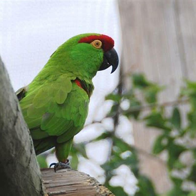 Why are thick-billed parrot endangered?