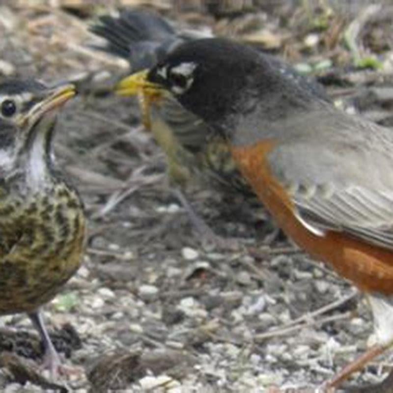 Why are two adult robins feeding each other? - DIY Seattle