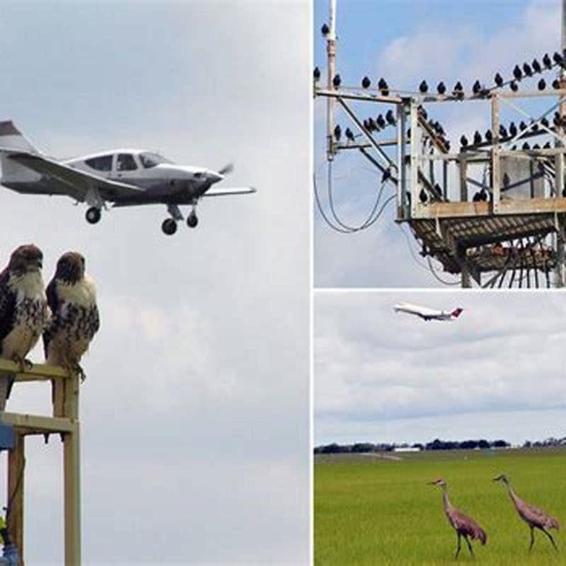 Why birds are not allowed in the airport?