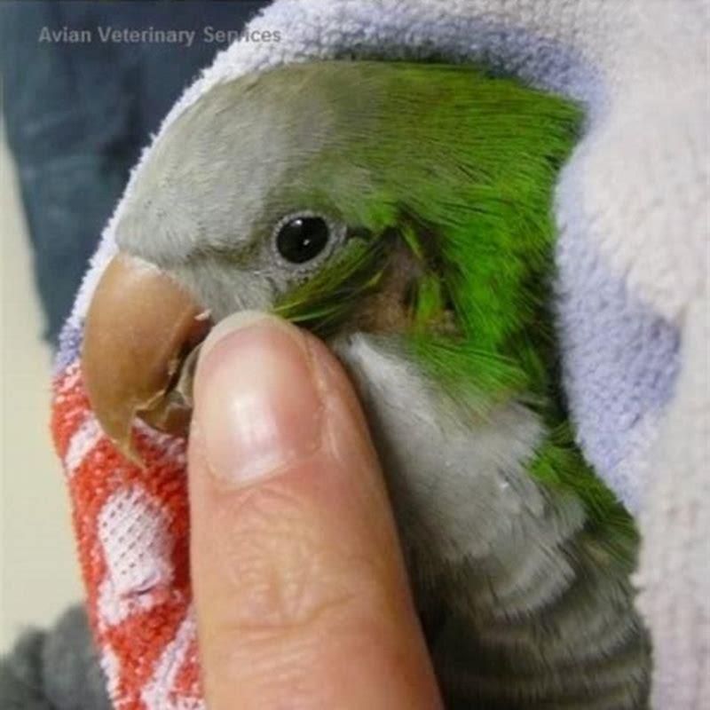 Why birds do not have outer ears?