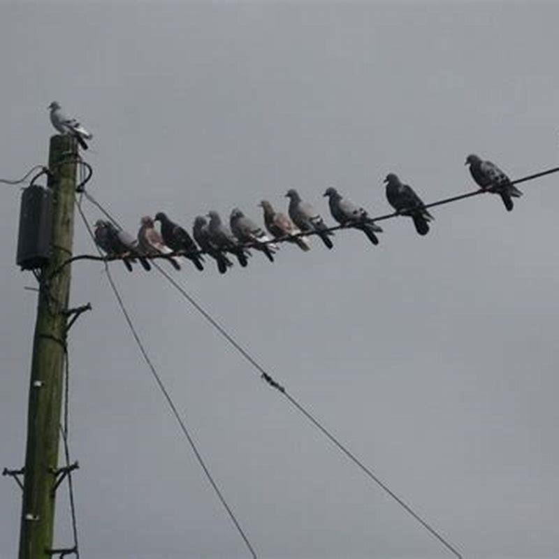 Why can a bird perch on a power line?
