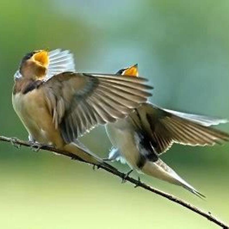 Why can I hear birds singing at midnight?
