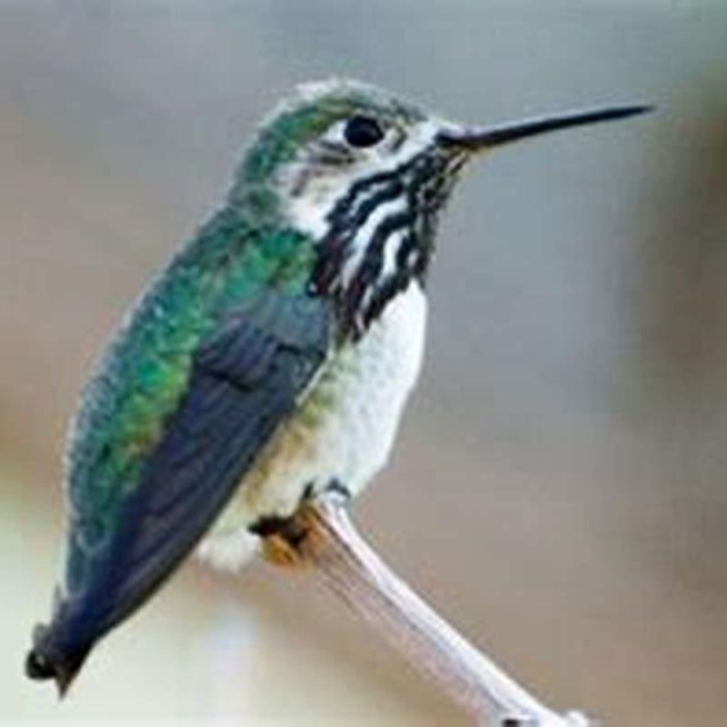 Why did hummingbirds stop coming to my feeder?