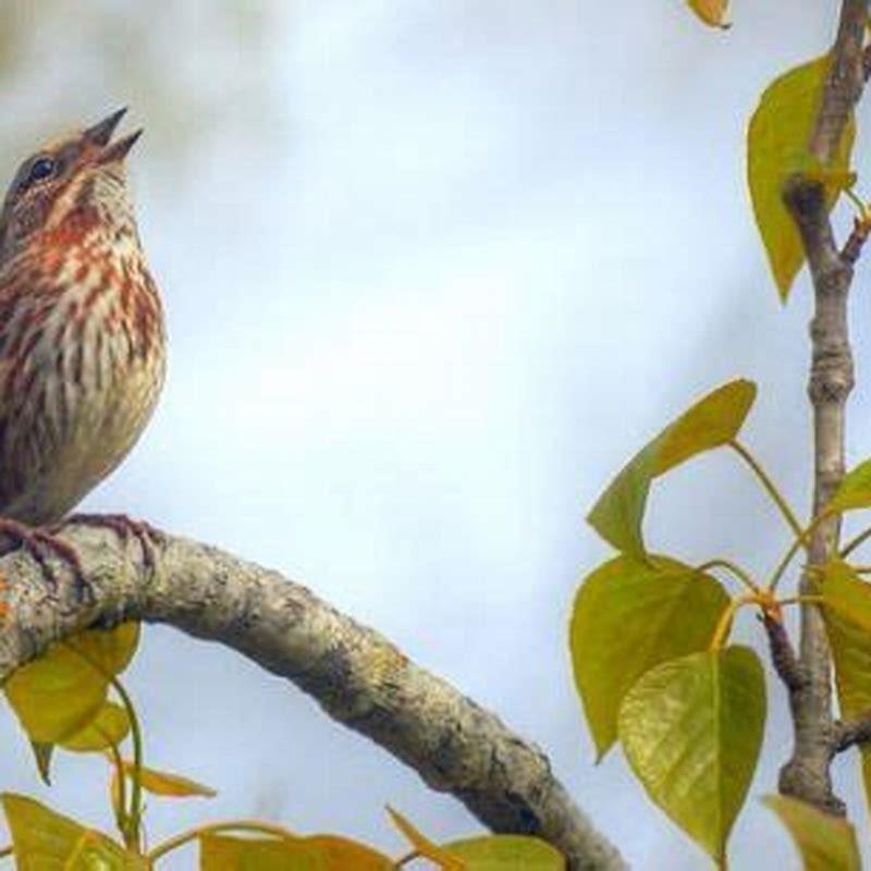 Why do birds chirp before the sun comes up?