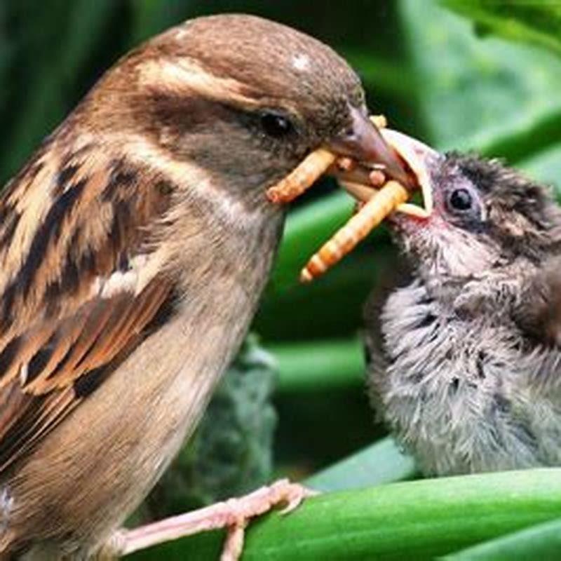 Why do birds eat bugs?