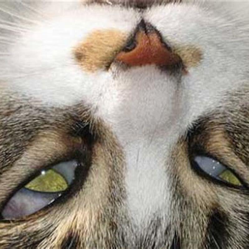 Why do birds have third eyelid?