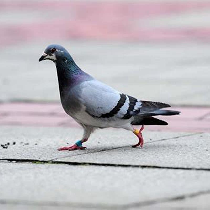 Why do birds move their heads like that? - DIY Seattle